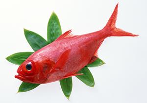 越谷で本場博多の和食を提供する名店