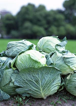 地域に愛されるお弁当の名店「つるや」の魅力と詳細情報【岡山津山】