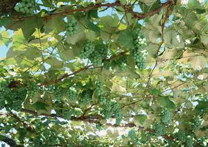 【2025年最新版】大府市で見つかる絶品イタリアンのおすすめレストラン徹底ガイド